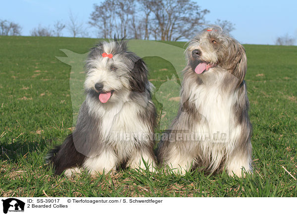 2 Bearded Collies / 2 Bearded Collies / SS-39017