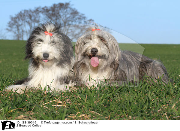 2 Bearded Collies / SS-39019