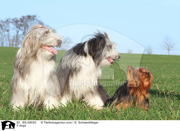 3 Hunde / 3 dogs / SS-39020