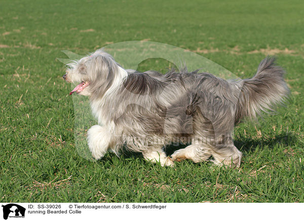rennender Bearded Collie / running Bearded Collie / SS-39026