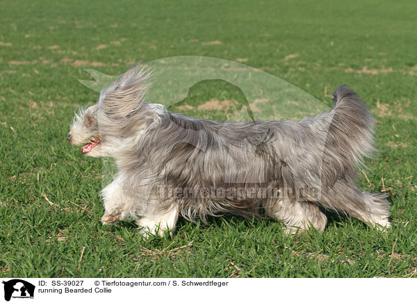rennender Bearded Collie / running Bearded Collie / SS-39027