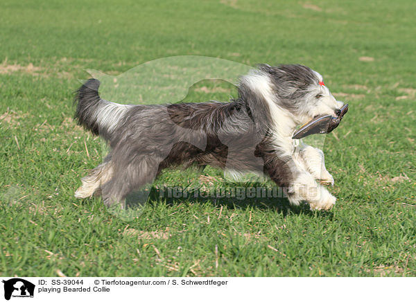 playing Bearded Collie / SS-39044