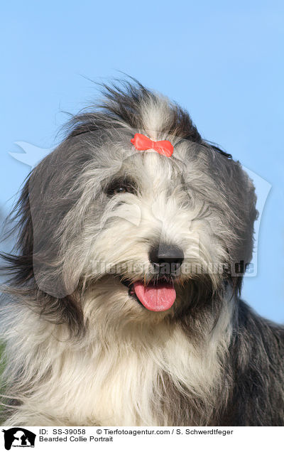 Bearded Collie Portrait / Bearded Collie Portrait / SS-39058