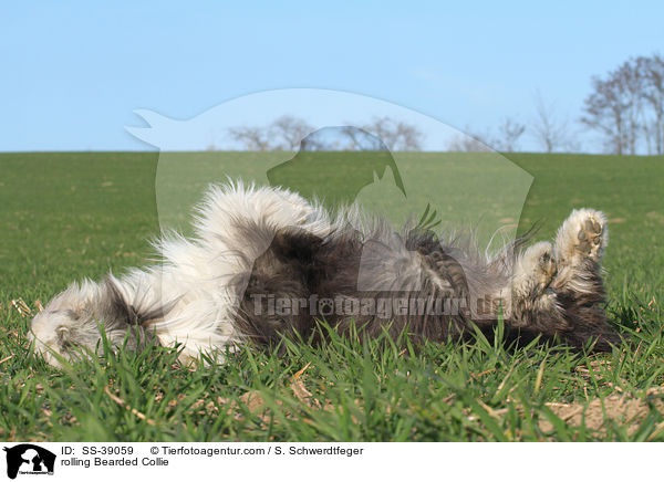 rolling Bearded Collie / SS-39059