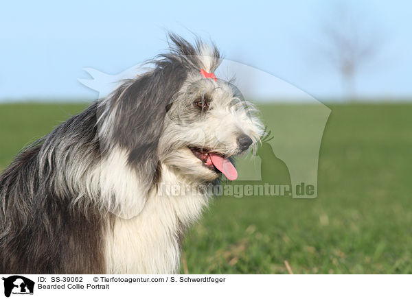 Bearded Collie Portrait / SS-39062