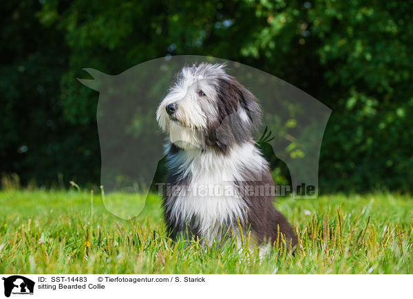 sitting Bearded Collie / SST-14483
