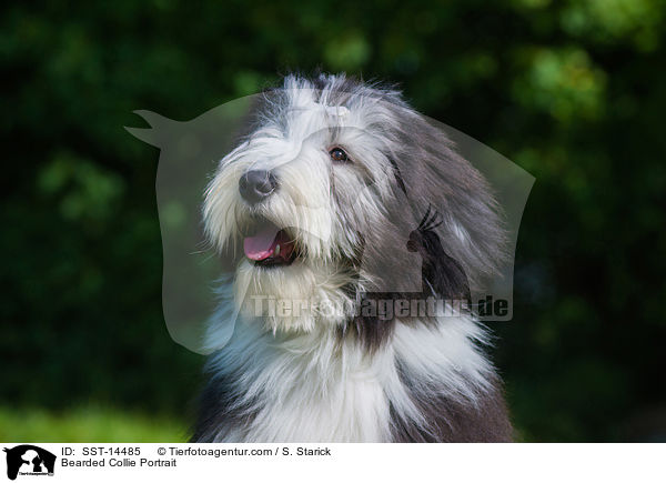 Bearded Collie Portrait / SST-14485
