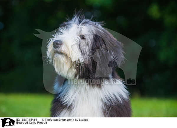 Bearded Collie Portrait / Bearded Collie Portrait / SST-14487