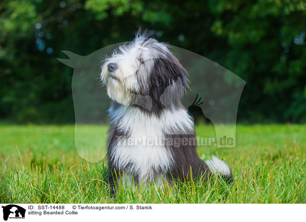 sitting Bearded Collie / SST-14488
