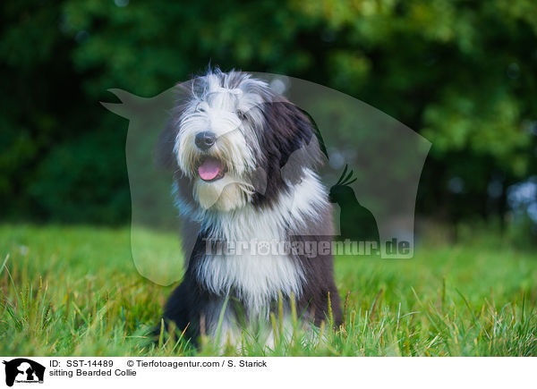 sitzender Bearded Collie / sitting Bearded Collie / SST-14489