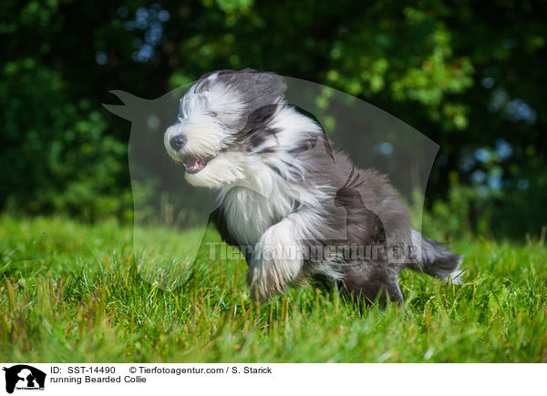 rennender Bearded Collie / running Bearded Collie / SST-14490