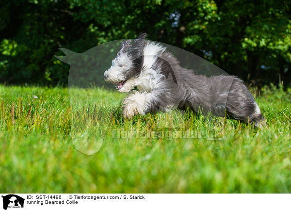 running Bearded Collie / SST-14496