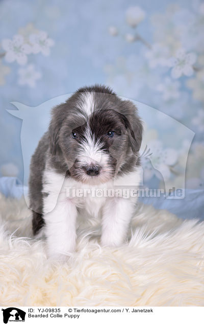 Bearded Collie Puppy / YJ-09835