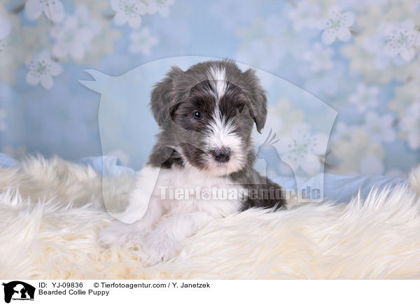 Bearded Collie Puppy / YJ-09836