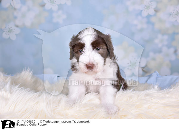 Bearded Collie Puppy / YJ-09839