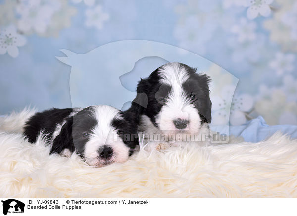 Bearded Collie Puppies / YJ-09843