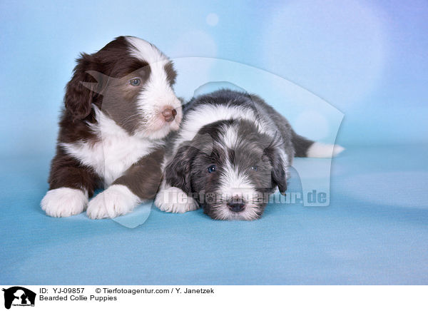 Bearded Collie Welpen / Bearded Collie Puppies / YJ-09857