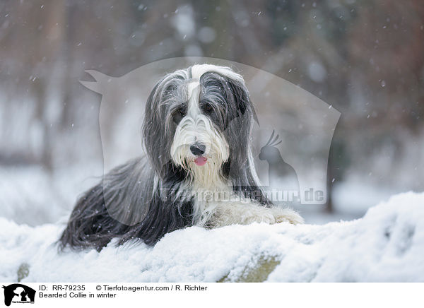 Bearded Collie in winter / RR-79235