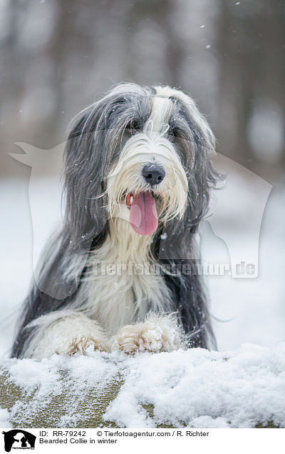 Bearded Collie im Winter / Bearded Collie in winter / RR-79242