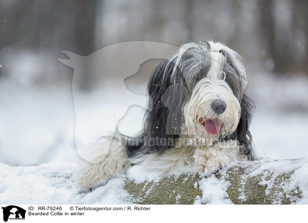 Bearded Collie im Winter / Bearded Collie in winter / RR-79246