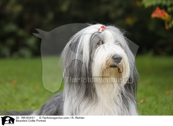 Bearded Collie Portrait / RR-90441