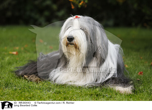lying Bearded Collie / RR-90443