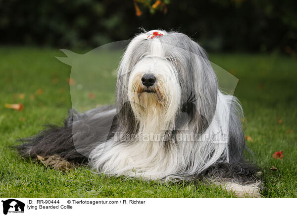 lying Bearded Collie / RR-90444