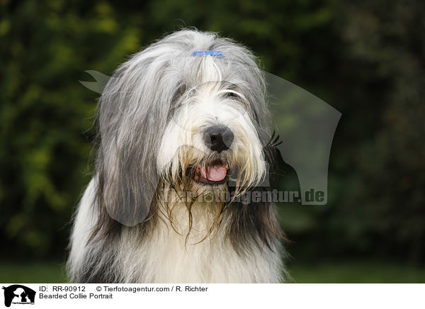 Bearded Collie Portrait / RR-90912