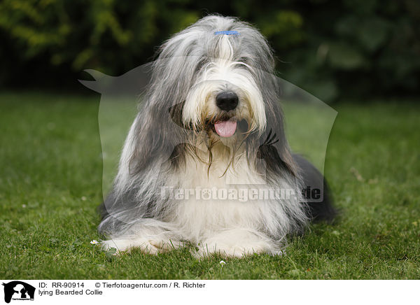 lying Bearded Collie / RR-90914