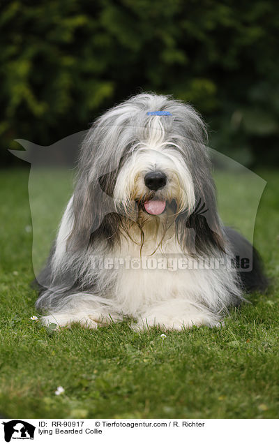 lying Bearded Collie / RR-90917
