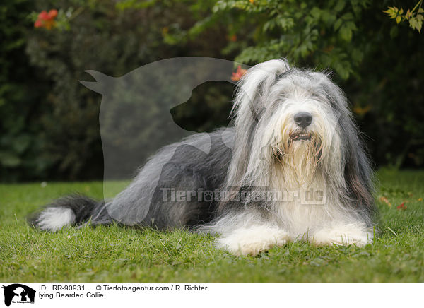 liegender Bearded Collie / lying Bearded Collie / RR-90931