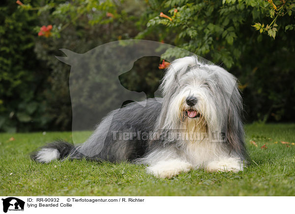 liegender Bearded Collie / lying Bearded Collie / RR-90932
