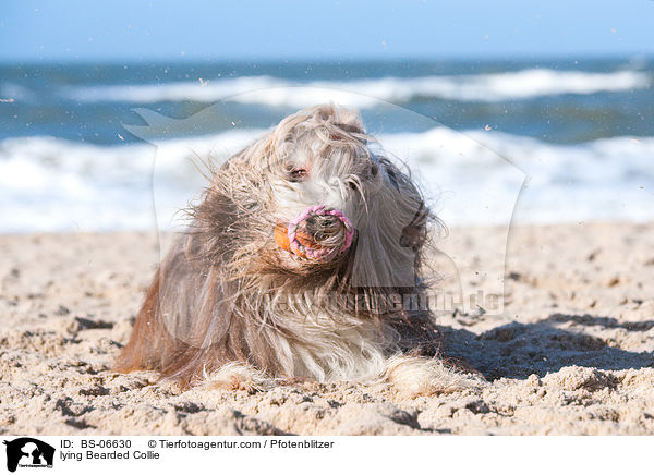 lying Bearded Collie / BS-06630