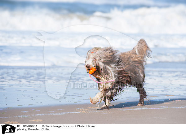 playing Bearded Collie / BS-06631