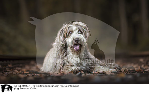 liegender Bearded Collie / lying Bearded Collie / SL-01097