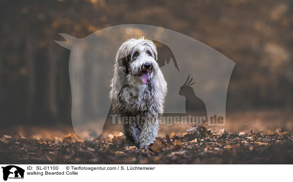 laufender Bearded Collie / walking Bearded Collie / SL-01100