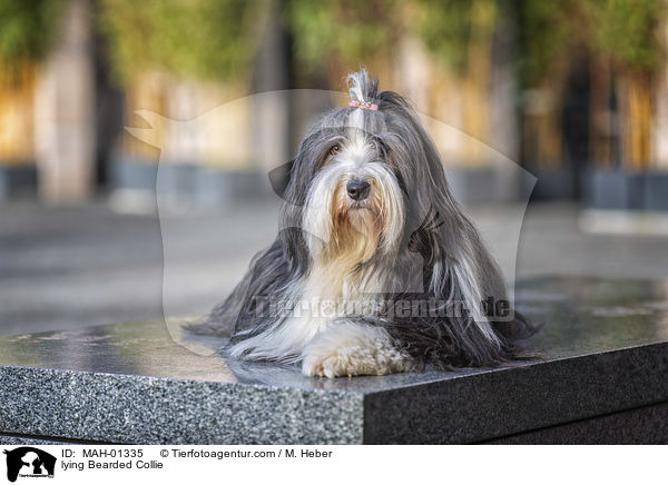 liegender Bearded Collie / lying Bearded Collie / MAH-01335