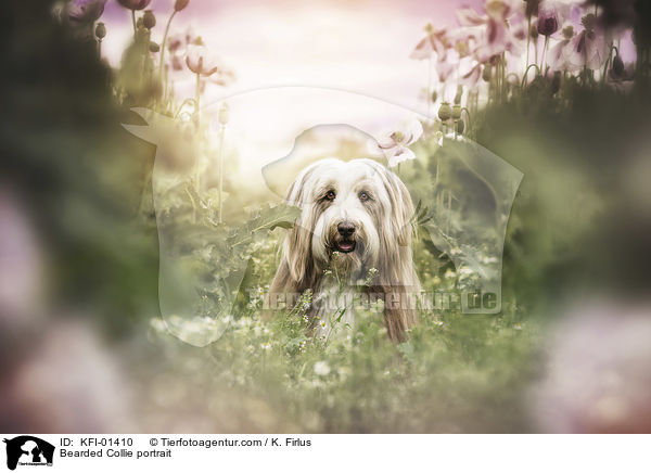 Bearded Collie Portrait / Bearded Collie portrait / KFI-01410