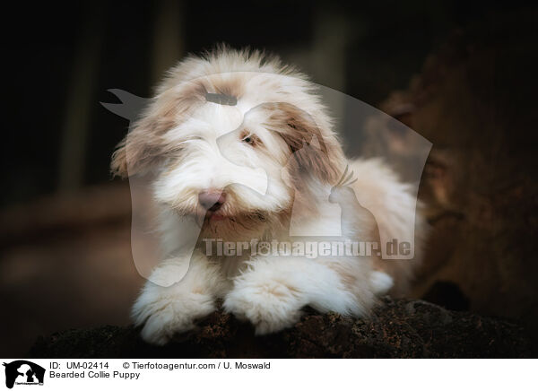 Bearded Collie Welpe / Bearded Collie Puppy / UM-02414