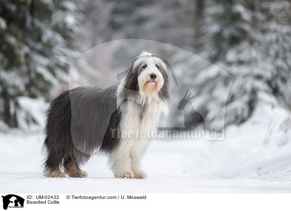 Bearded Collie / Bearded Collie / UM-02432