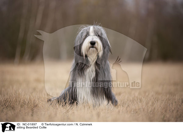sitzender Bearded Collie / sitting Bearded Collie / NC-01897