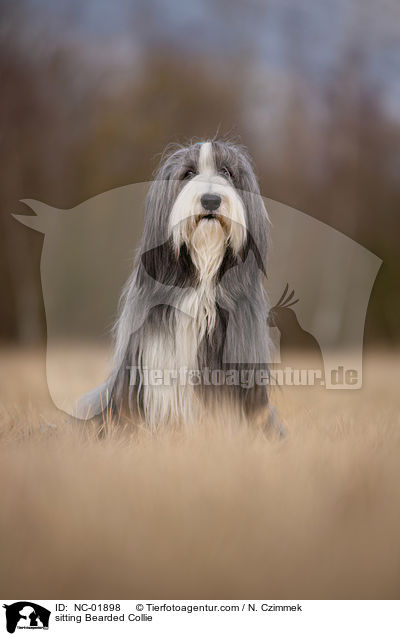 sitzender Bearded Collie / sitting Bearded Collie / NC-01898