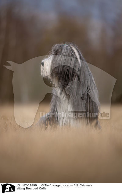 sitzender Bearded Collie / sitting Bearded Collie / NC-01899