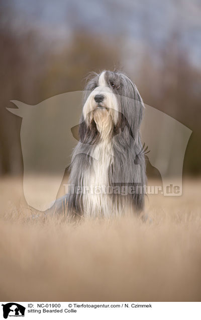 sitzender Bearded Collie / sitting Bearded Collie / NC-01900