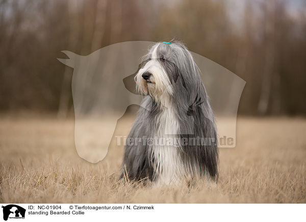 stehender Bearded Collie / standing Bearded Collie / NC-01904