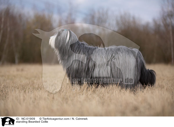 stehender Bearded Collie / standing Bearded Collie / NC-01909