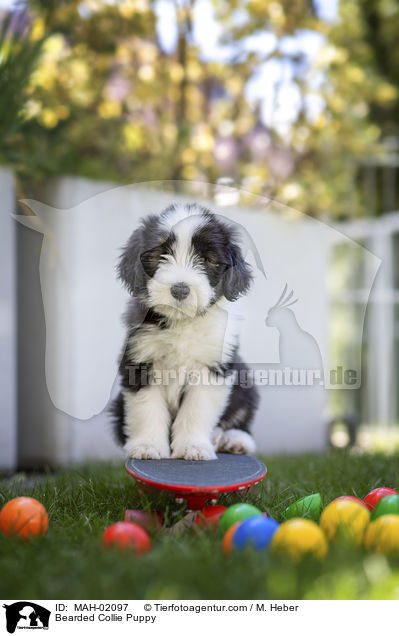 Bearded Collie Welpe / Bearded Collie Puppy / MAH-02097