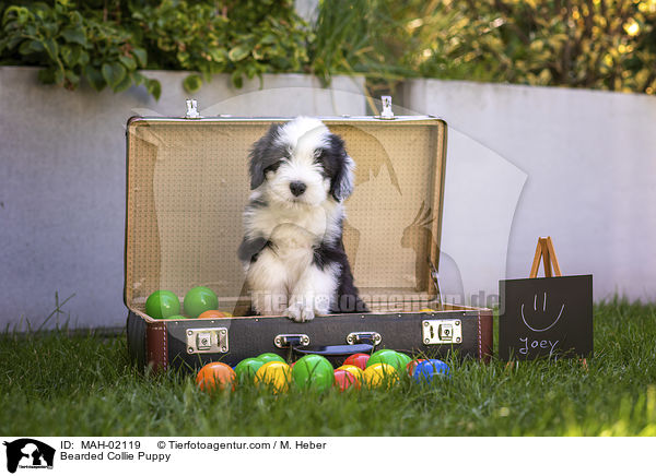 Bearded Collie Welpe / Bearded Collie Puppy / MAH-02119