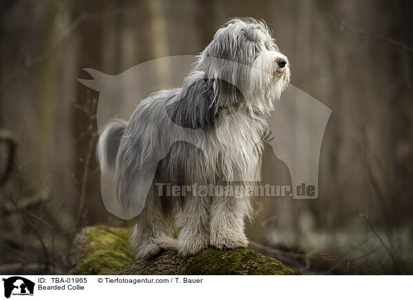 Bearded Collie / TBA-01965