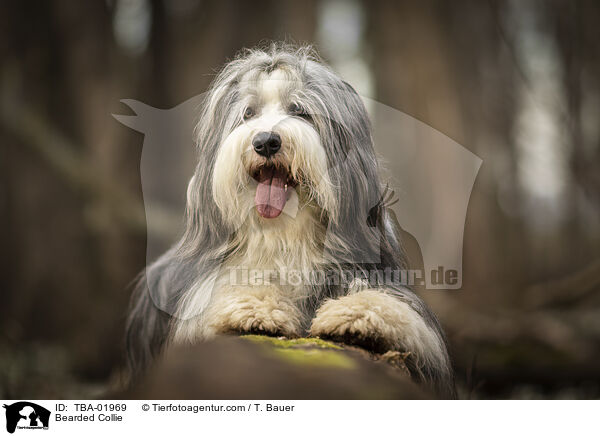Bearded Collie / TBA-01969